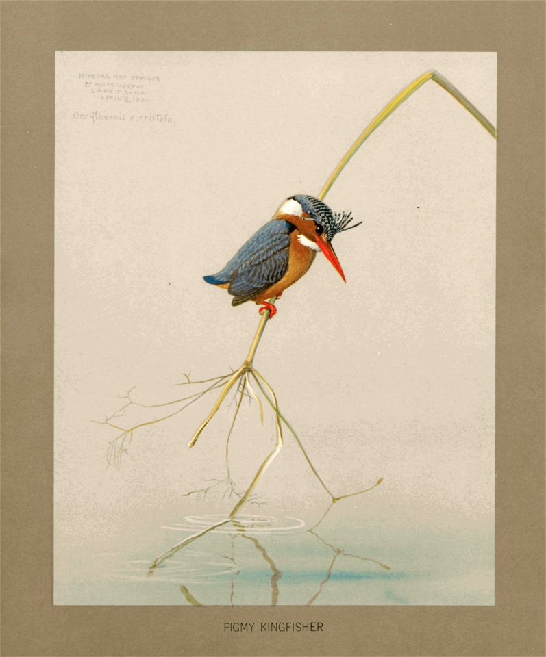 Pygmy kingfisher Fuertes