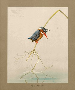 Pygmy kingfisher Fuertes. Free illustration for personal and commercial use.