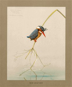 Pygmy kingfisher Fuertes