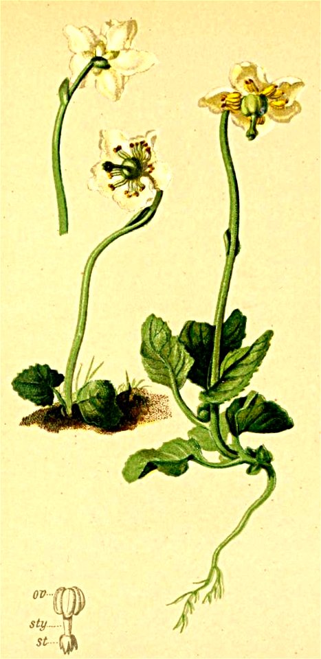 Pyrola uniflora Atlas Alpenflora