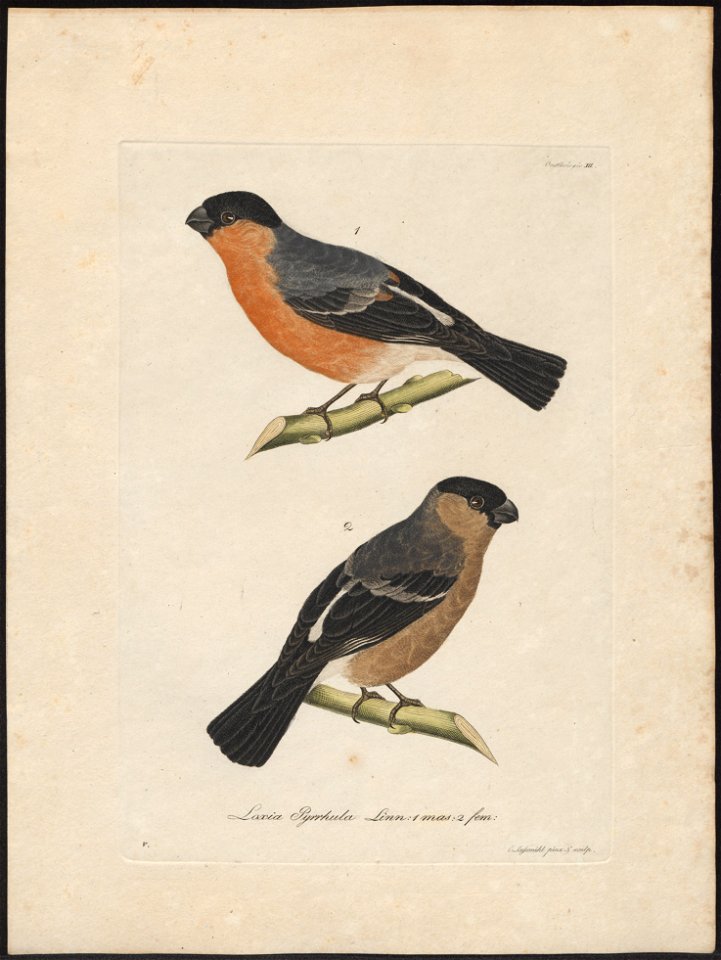 Pyrrhula rubicilla - 1800-1812 - Print - Iconographia Zoologica - Special Collections University of Amsterdam - UBA01 IZ16000315