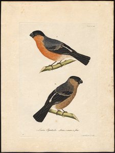 Pyrrhula rubicilla - 1800-1812 - Print - Iconographia Zoologica - Special Collections University of Amsterdam - UBA01 IZ16000315