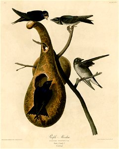 Purple Martin (Audubon)
