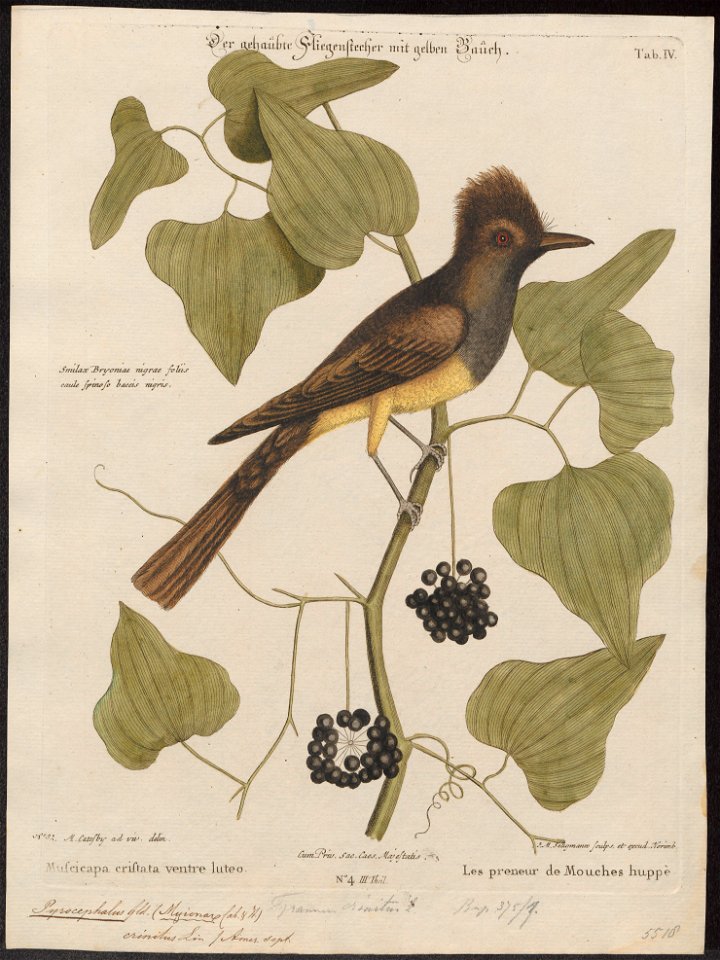 Pyrocephalus crinitus - 1700-1880 - Print - Iconographia Zoologica - Special Collections University of Amsterdam - UBA01 IZ16500347