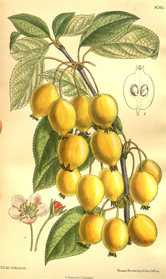 Pyrus ringo 135-8265