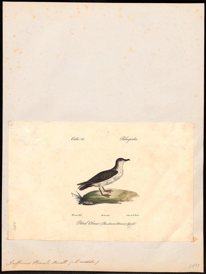 Puffinus baroli - 1842-1848 - Print - Iconographia Zoologica - Special Collections University of Amsterdam - UBA01 IZ17900025