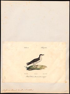 Puffinus baroli - 1842-1848 - Print - Iconographia Zoologica - Special Collections University of Amsterdam - UBA01 IZ17900025