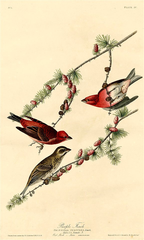 Purple Finch (Audubon)