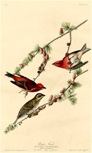 Purple Finch (Audubon)