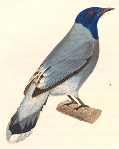 Pycnonotus atriceps atriceps 1838