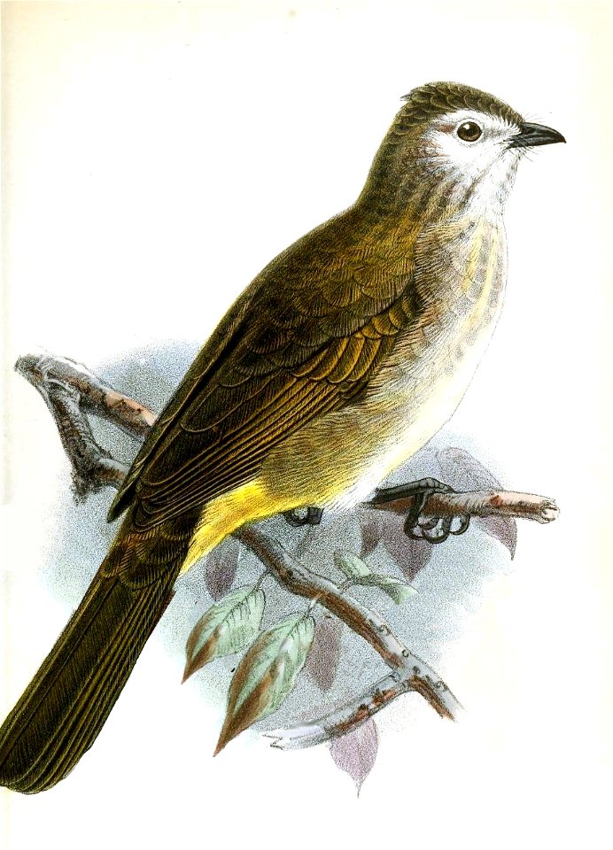 Pycnonotus flavescens Keulemans