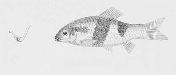 PuntiusMelanampyxDay