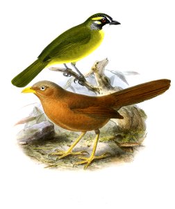 PycnonotusPenicillatusLegge