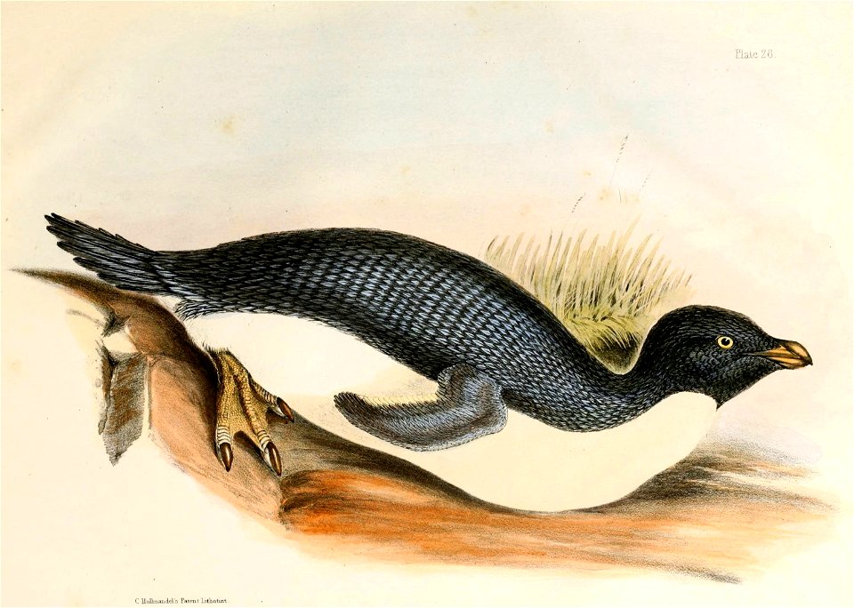 Pygoscelis adeliae Hullmandel