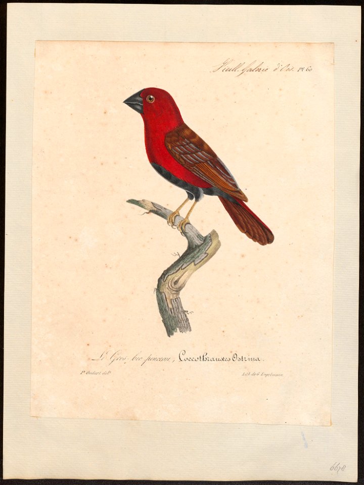 Pyrenestes ostrinus - 1825-1834 - Print - Iconographia Zoologica - Special Collections University of Amsterdam - UBA01 IZ15900117