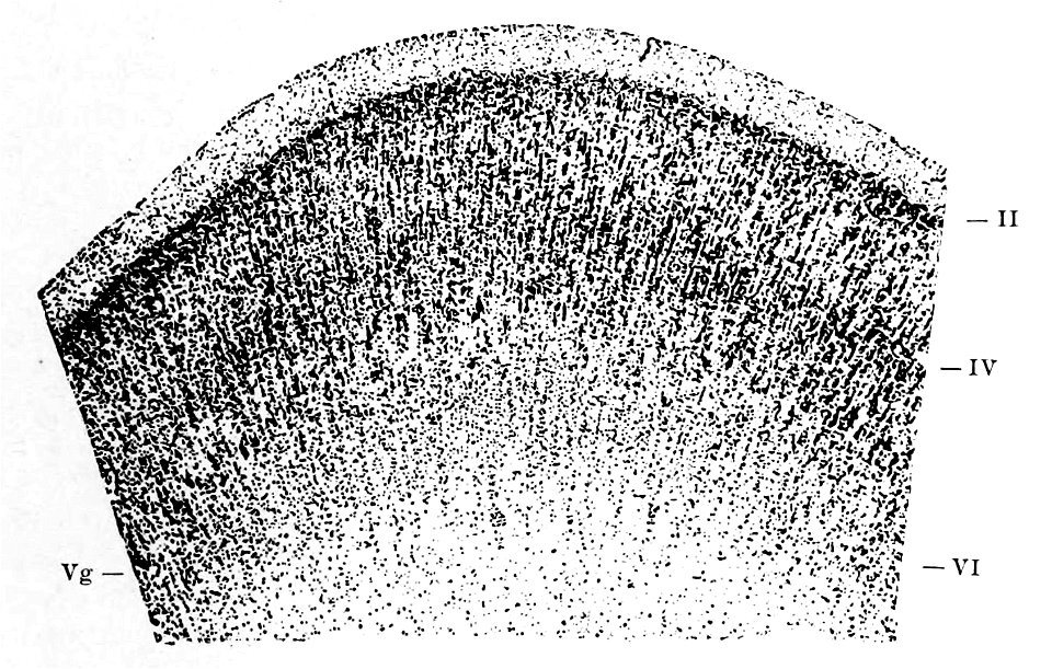 Pyramidal neurons, human fetus 8 months (K. Brodmann, 1909, p. 27, Fig. 5)