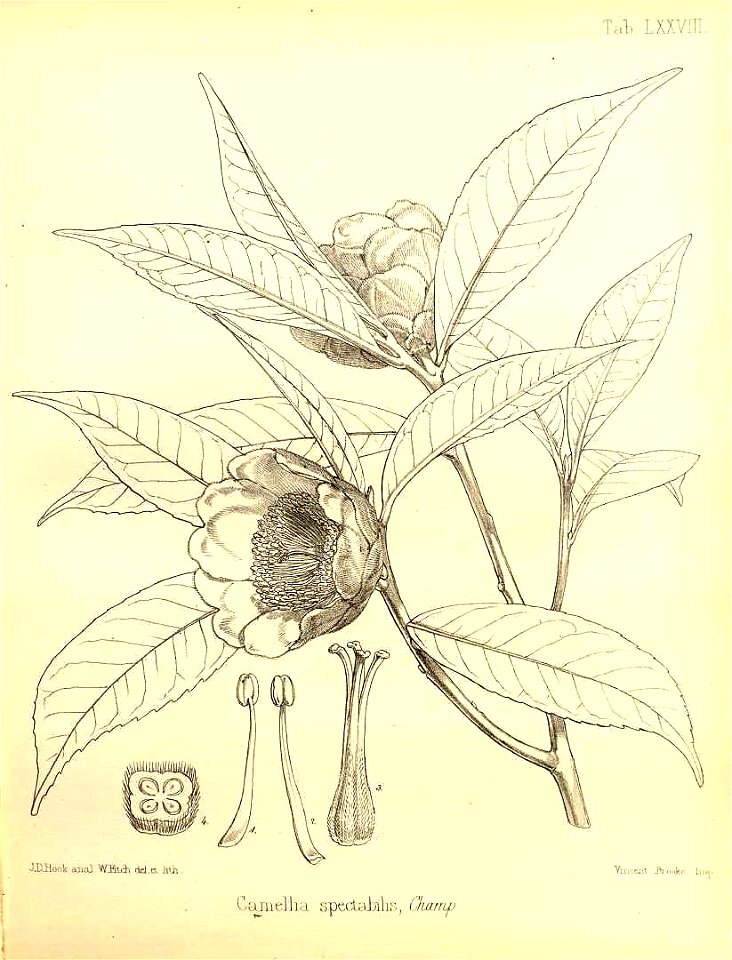 Pyrenaria spectabilis