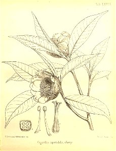 Pyrenaria spectabilis