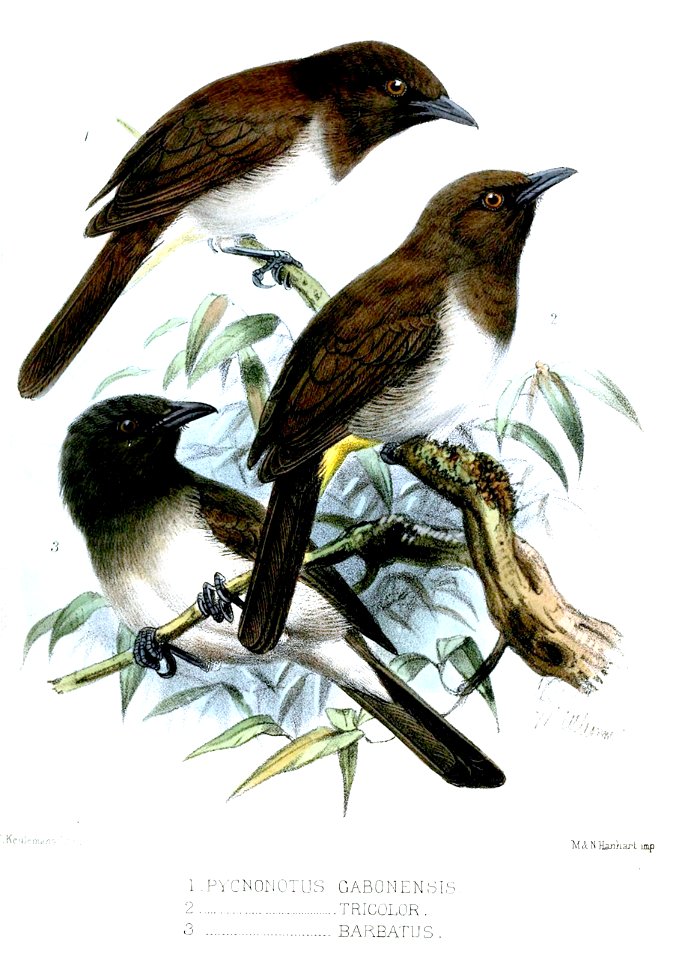 PycnonotusKeulemans