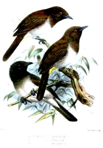 PycnonotusKeulemans