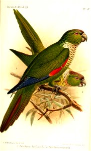 PyrrhuraKeulemans
