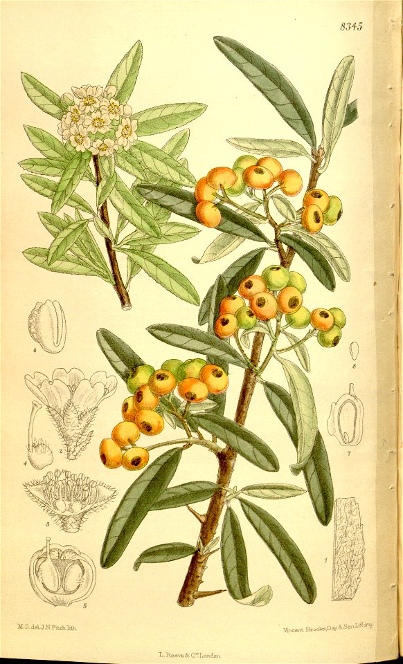 Pyracantha angustifolia 136-8345 - Free Stock Illustrations | Creazilla