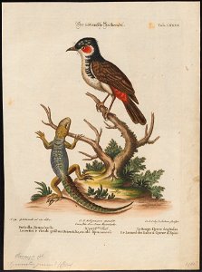 Pycnonotus jocosus - 1700-1880 - Print - Iconographia Zoologica - Special Collections University of Amsterdam - UBA01 IZ16400025