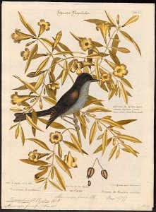 Pyrocephalus fuscus - 1700-1880 - Print - Iconographia Zoologica - Special Collections University of Amsterdam - UBA01 IZ16500353