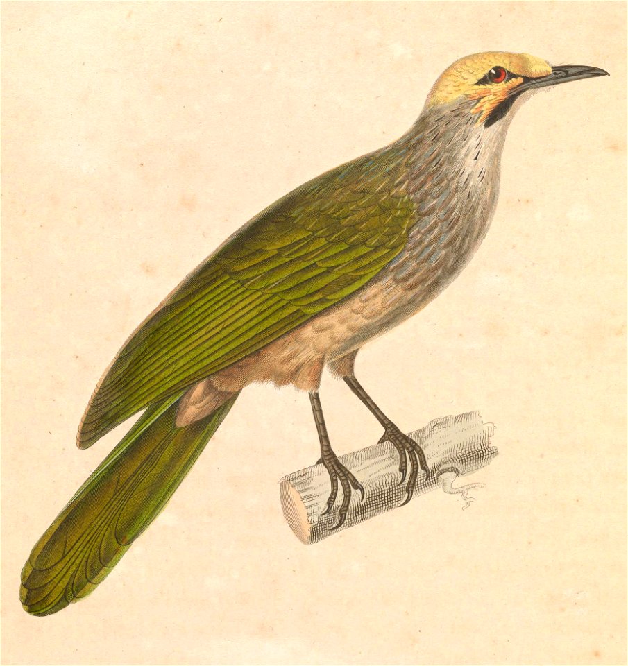 Pycnonotus zeylanicus 1838