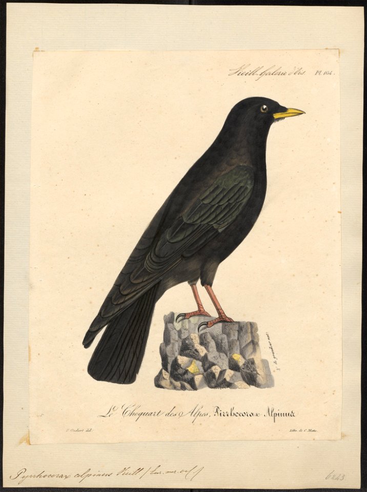 Pyrrhocorax alpinus - 1825-1834 - Print - Iconographia Zoologica - Special Collections University of Amsterdam - UBA01 IZ15700087