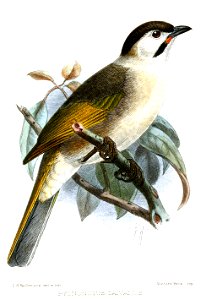 PycnonotusTaivanusKeulemans