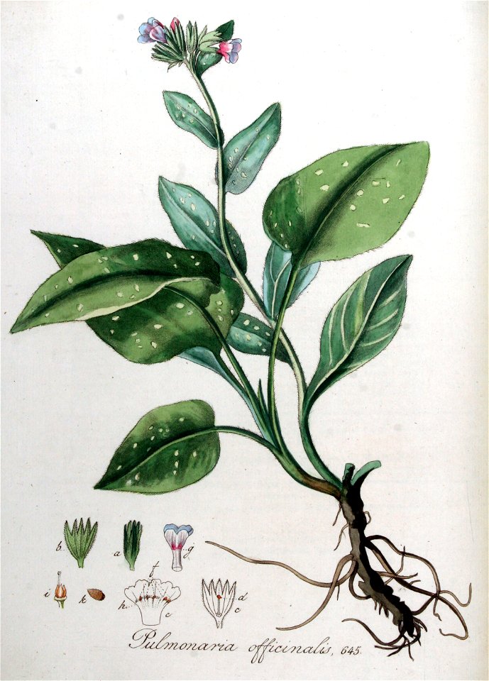Pulmonaria officinalis — Flora Batava — Volume v9