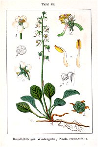 Pyrola rotundifolia Sturm49