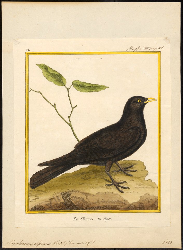 Pyrrhocorax alpinus - 1700-1880 - Print - Iconographia Zoologica - Special Collections University of Amsterdam - UBA01 IZ15700085
