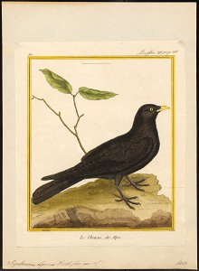 Pyrrhocorax alpinus - 1700-1880 - Print - Iconographia Zoologica - Special Collections University of Amsterdam - UBA01 IZ15700085
