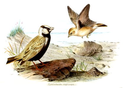Pyrrhulauda nigriceps Gronvold