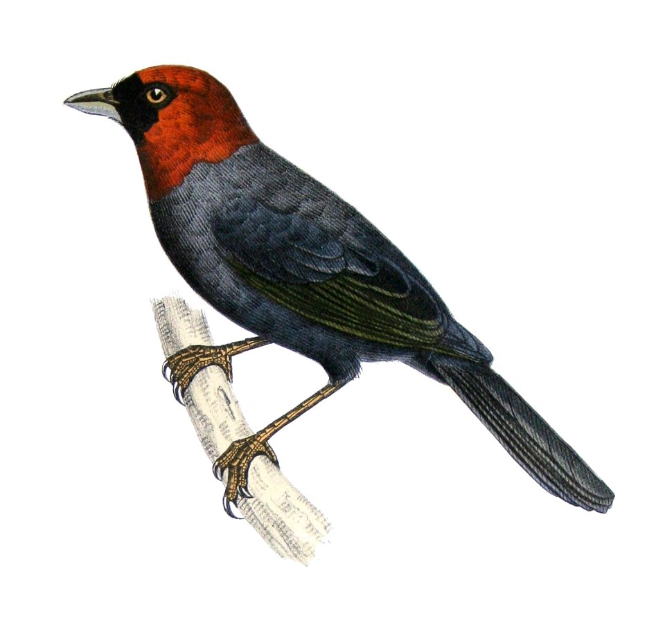 Pyrrhocoma ruficeps - de Castelnau