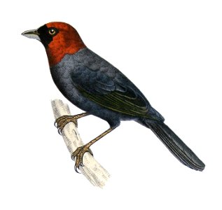 Pyrrhocoma ruficeps - de Castelnau