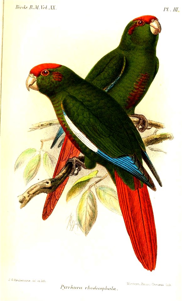 PyrrhuraRhodocephalaKeulemans