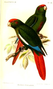 PyrrhuraRhodocephalaKeulemans
