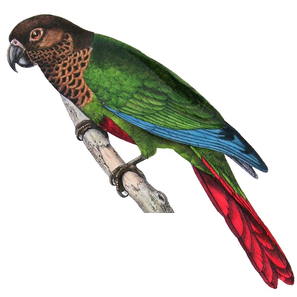 Pyrrhura lucianii