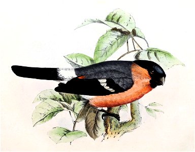 Pyrrhula pyrrhula 1869