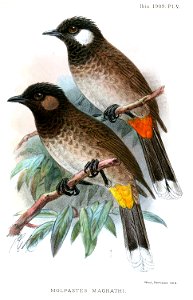 PycnonotusMagrathiKeulemans