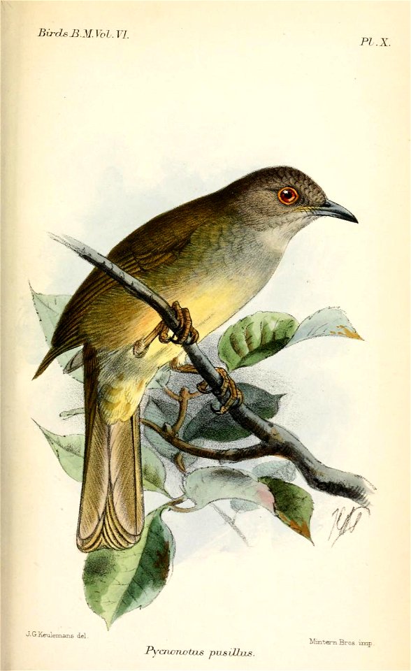 PycnonotusPusillusKeulemans