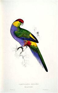 Purpureicephalus spurius -Platycercus pileatus Red-capped Parrakeet -male -by Edward Lear 1812-1888