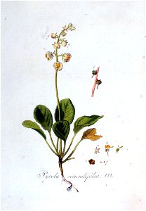 Pyrola rotundifolia — Flora Batava — Volume v3