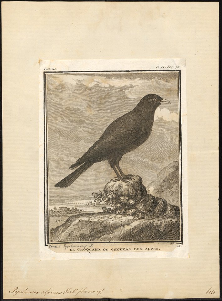 Pyrrhocorax alpinus - 1700-1880 - Print - Iconographia Zoologica - Special Collections University of Amsterdam - UBA01 IZ15700091