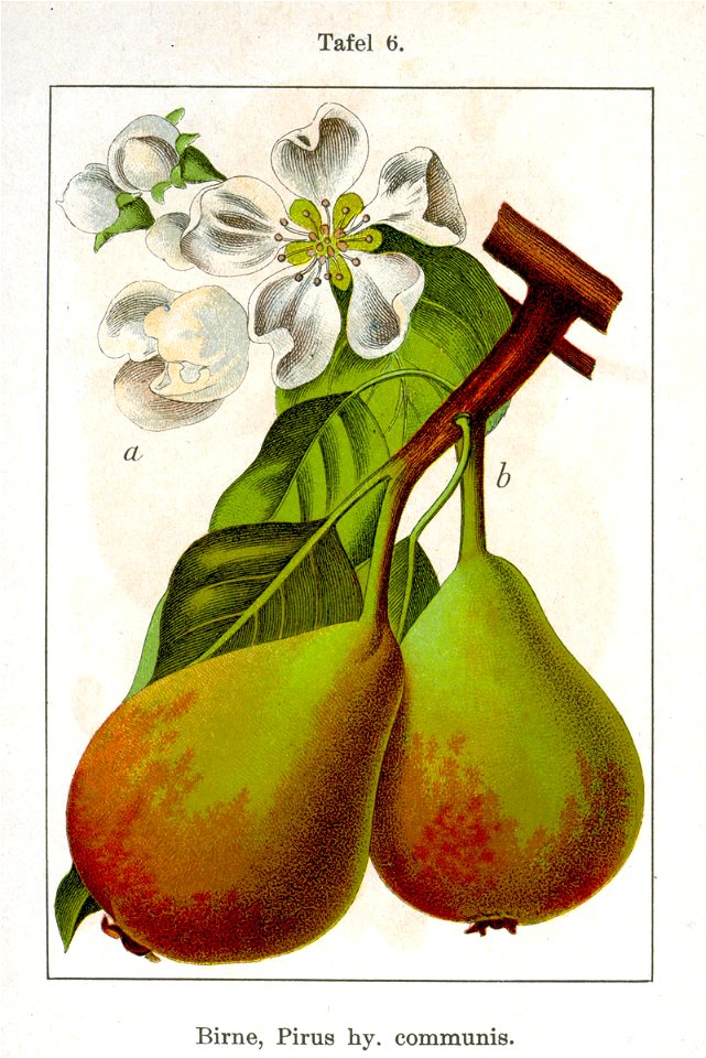 Pyrus communis Sturm08006