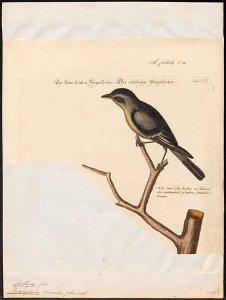 Pyrocephalus virens - 1700-1880 - Print - Iconographia Zoologica - Special Collections University of Amsterdam - UBA01 IZ16500345