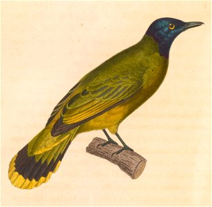Pycnonotus atriceps 1838
